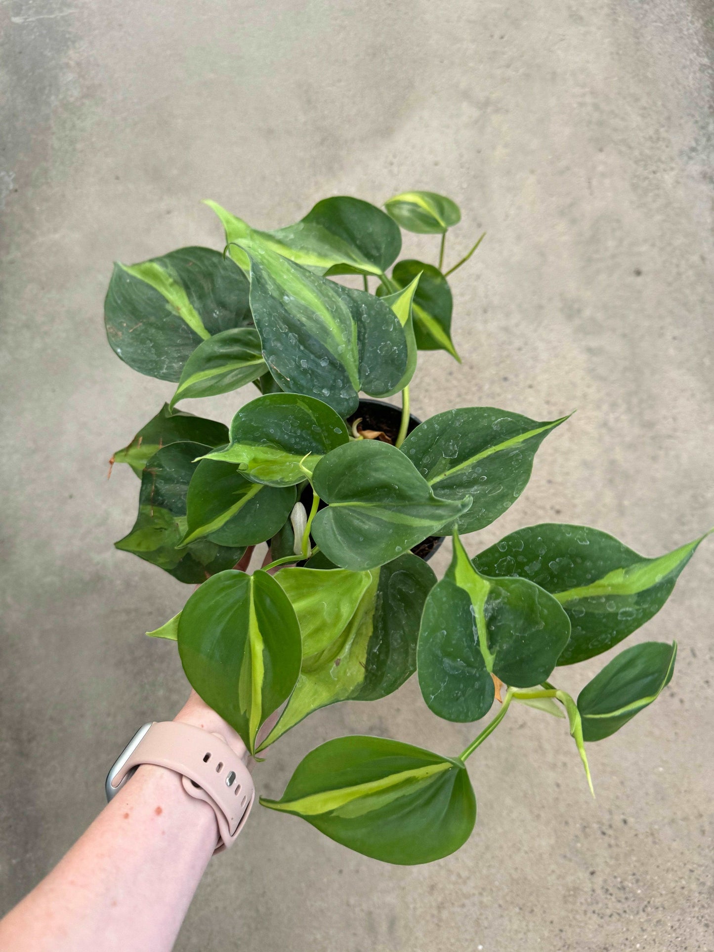 Philodendron Scandens Brasil