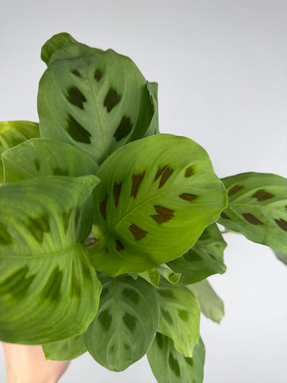 Maranta Leuconeura 'Kerchoveana' Maranta Tropical Corner