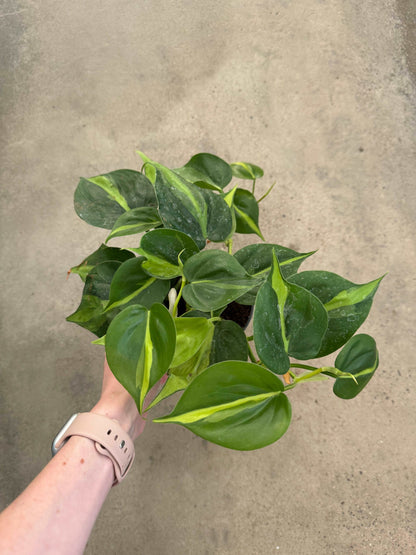 Philodendron Scandens Brasil