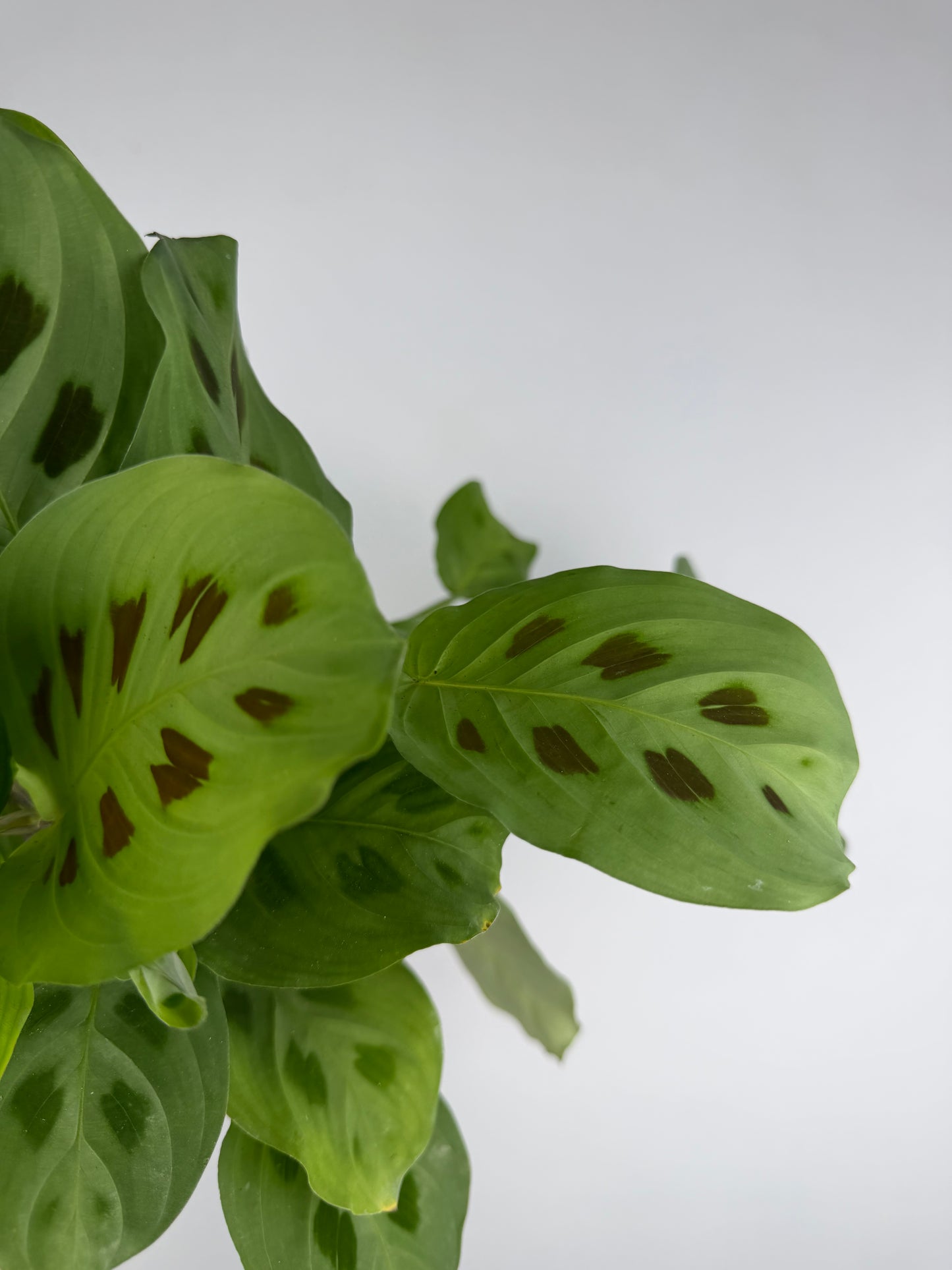 Maranta Leuconeura 'Kerchoveana' Maranta Tropical Corner