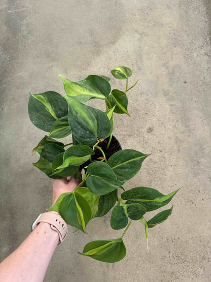 Philodendron Scandens Brasil