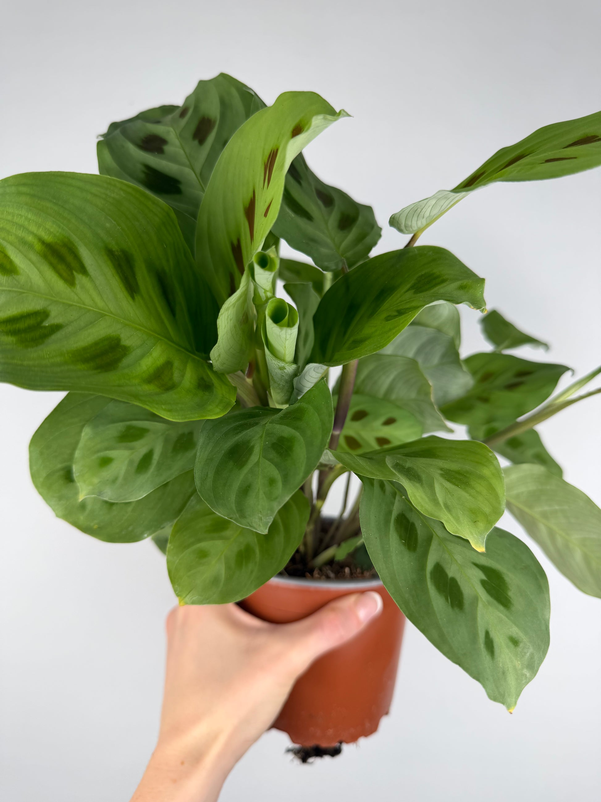 Maranta Leuconeura 'Kerchoveana' Maranta Tropical Corner