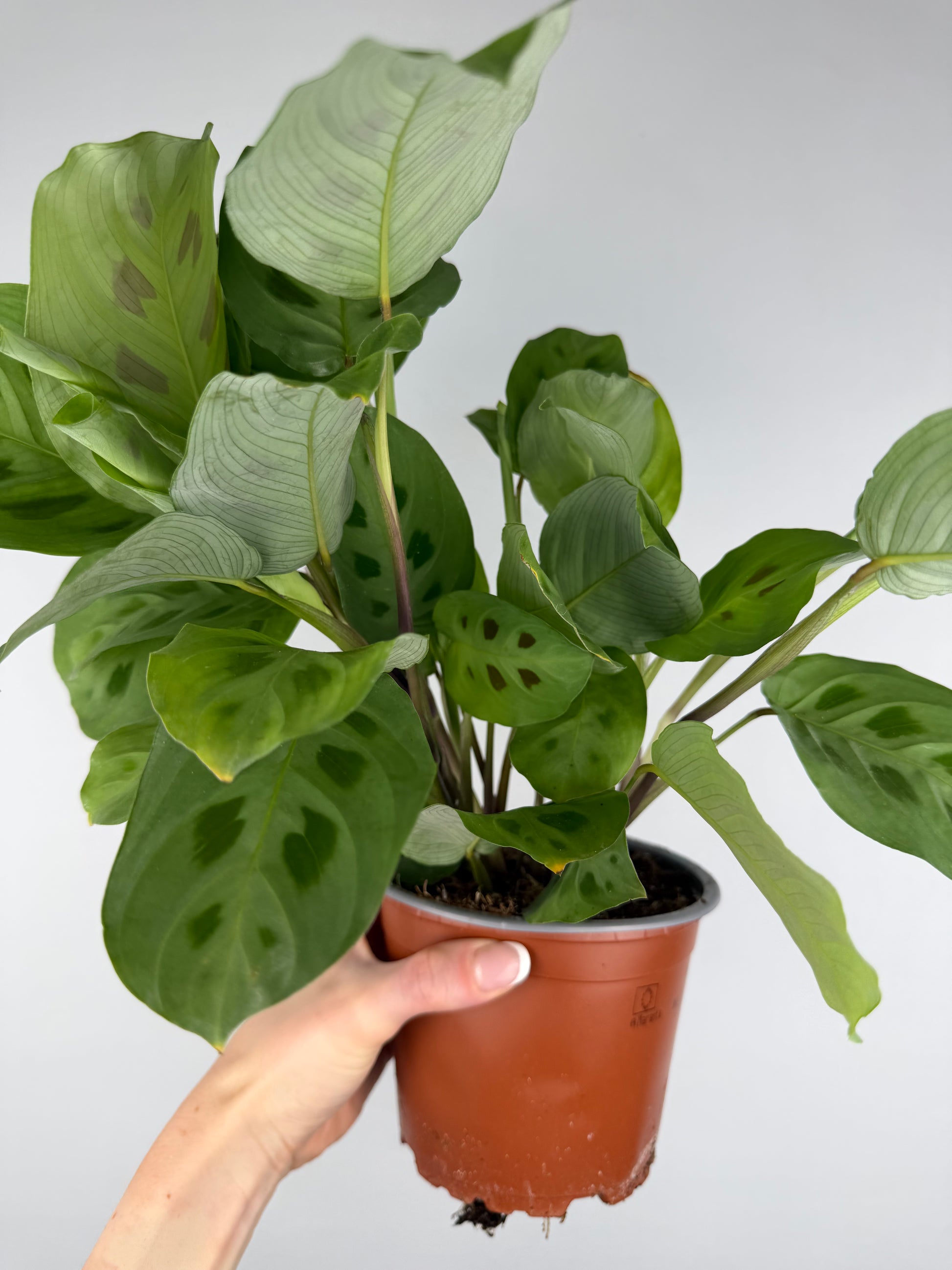 Maranta Leuconeura 'Kerchoveana' Maranta Tropical Corner