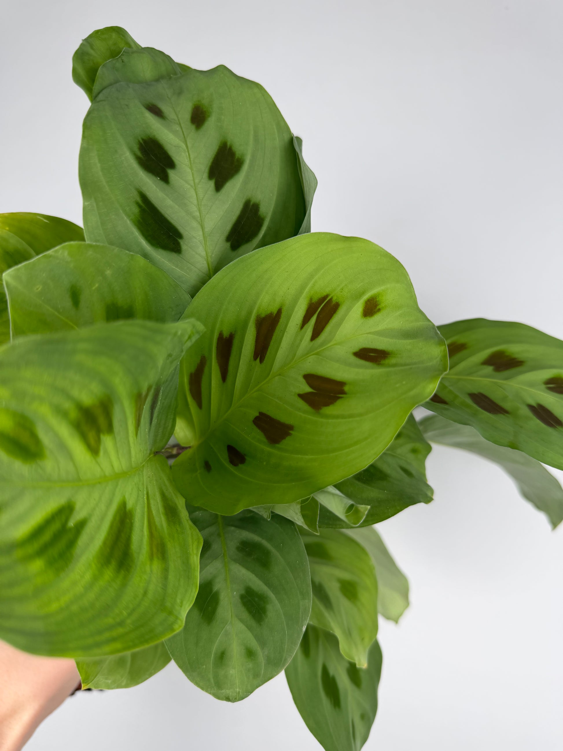 Maranta Leuconeura 'Kerchoveana' Maranta Tropical Corner