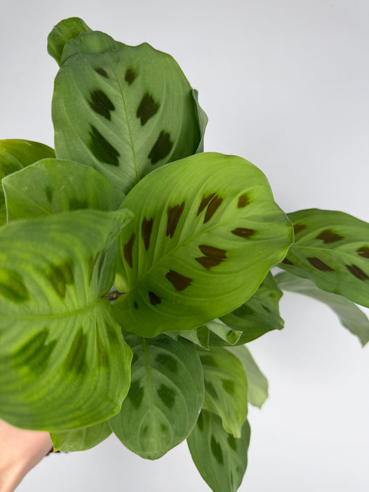 Maranta Leuconeura 'Kerchoveana' Maranta Tropical Corner
