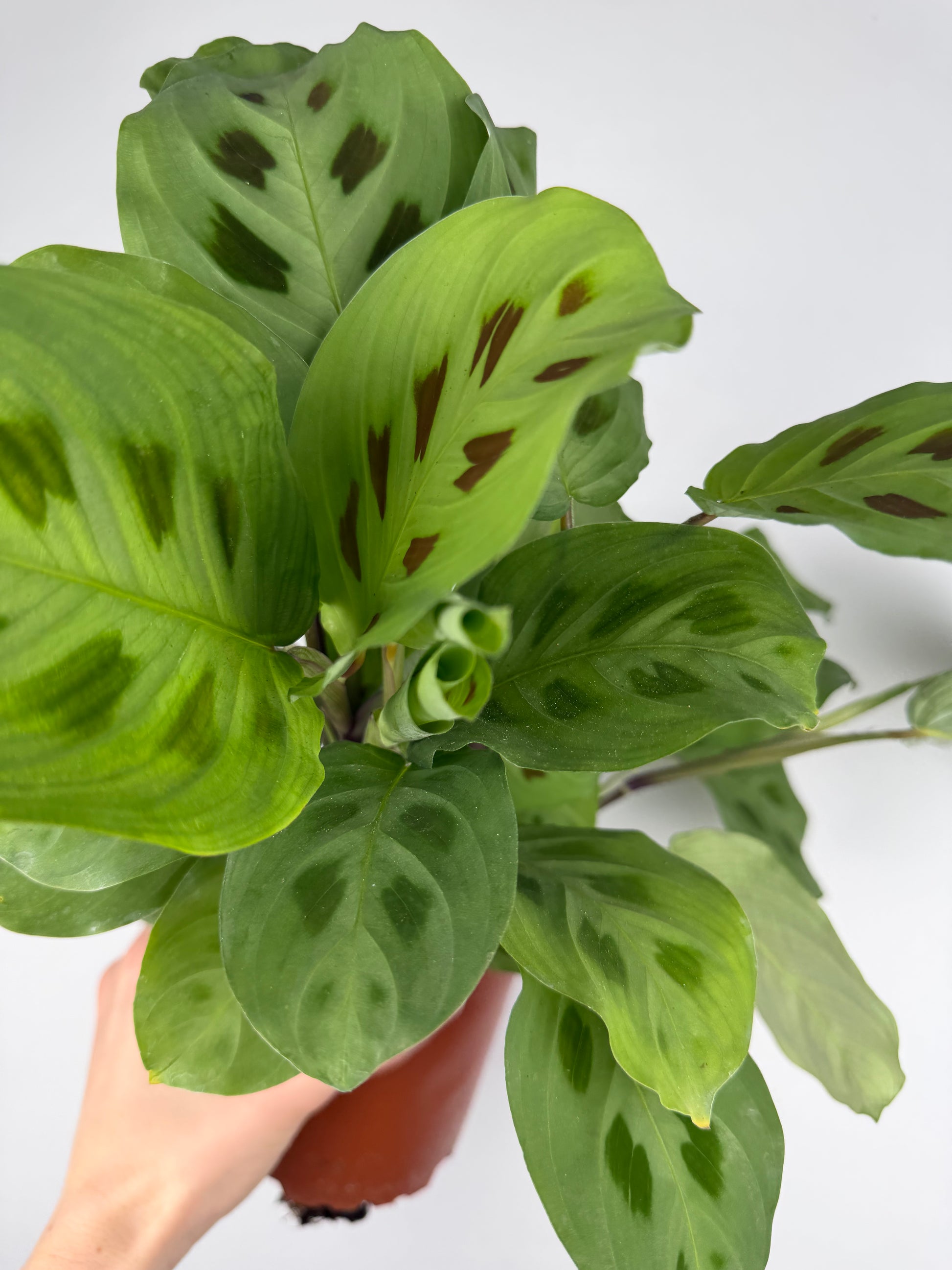Maranta Leuconeura 'Kerchoveana' Maranta Tropical Corner