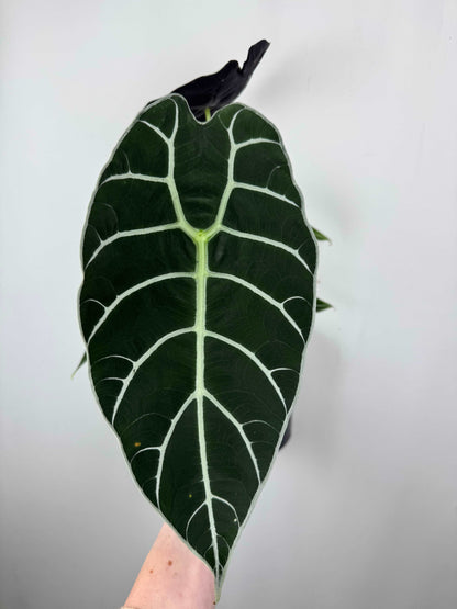 Alocasia Watsoniana