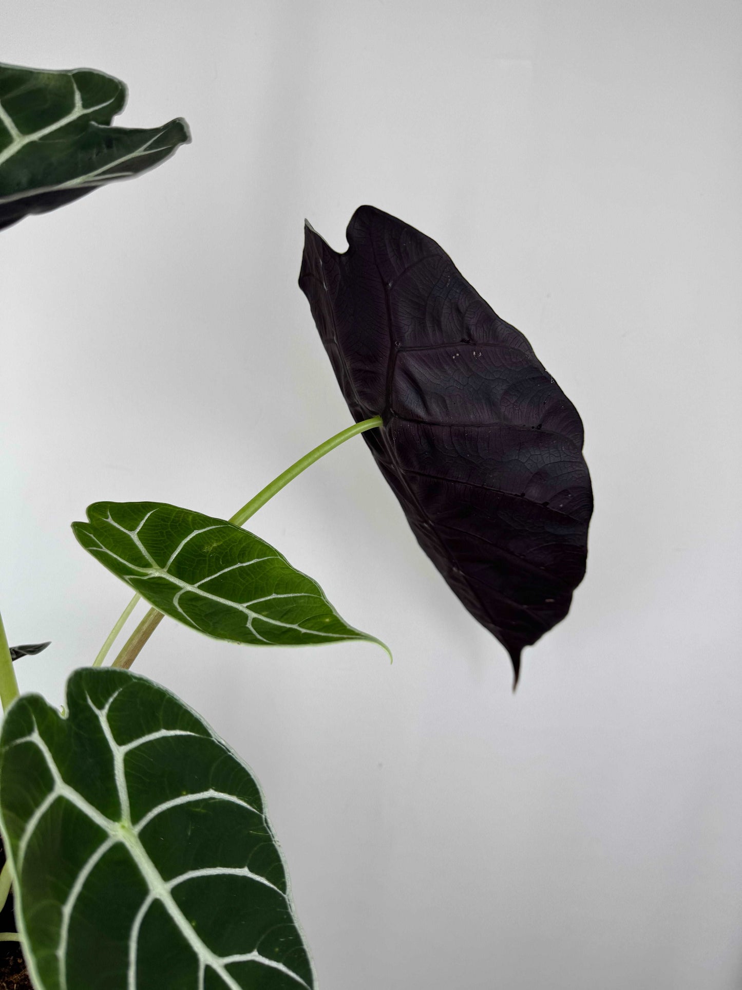 Alocasia Watsoniana