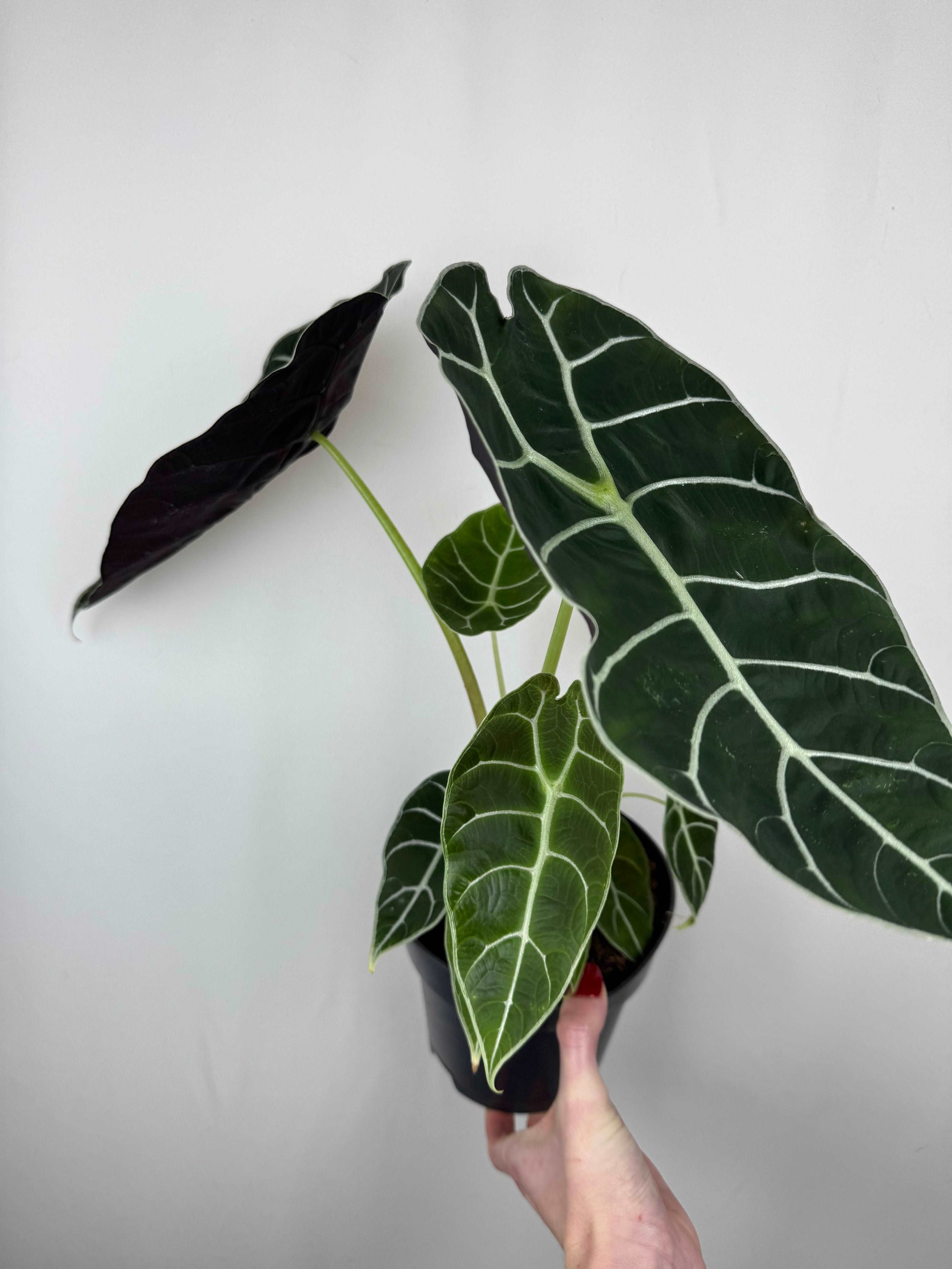 Alocasia Watsoniana