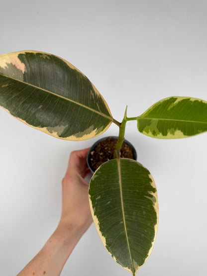 Ficus Elastica 'El Tineke' | Carlo Tropical Corner