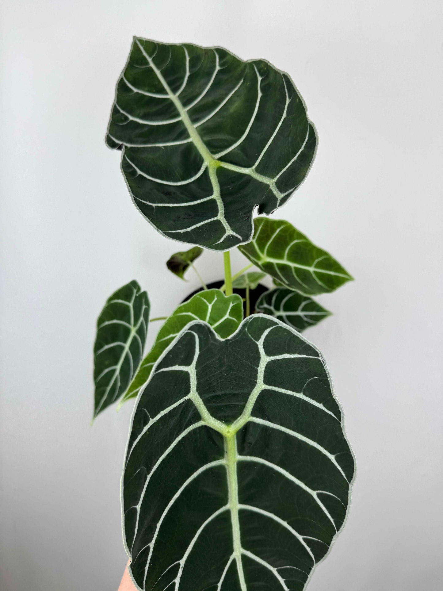 Alocasia Watsoniana