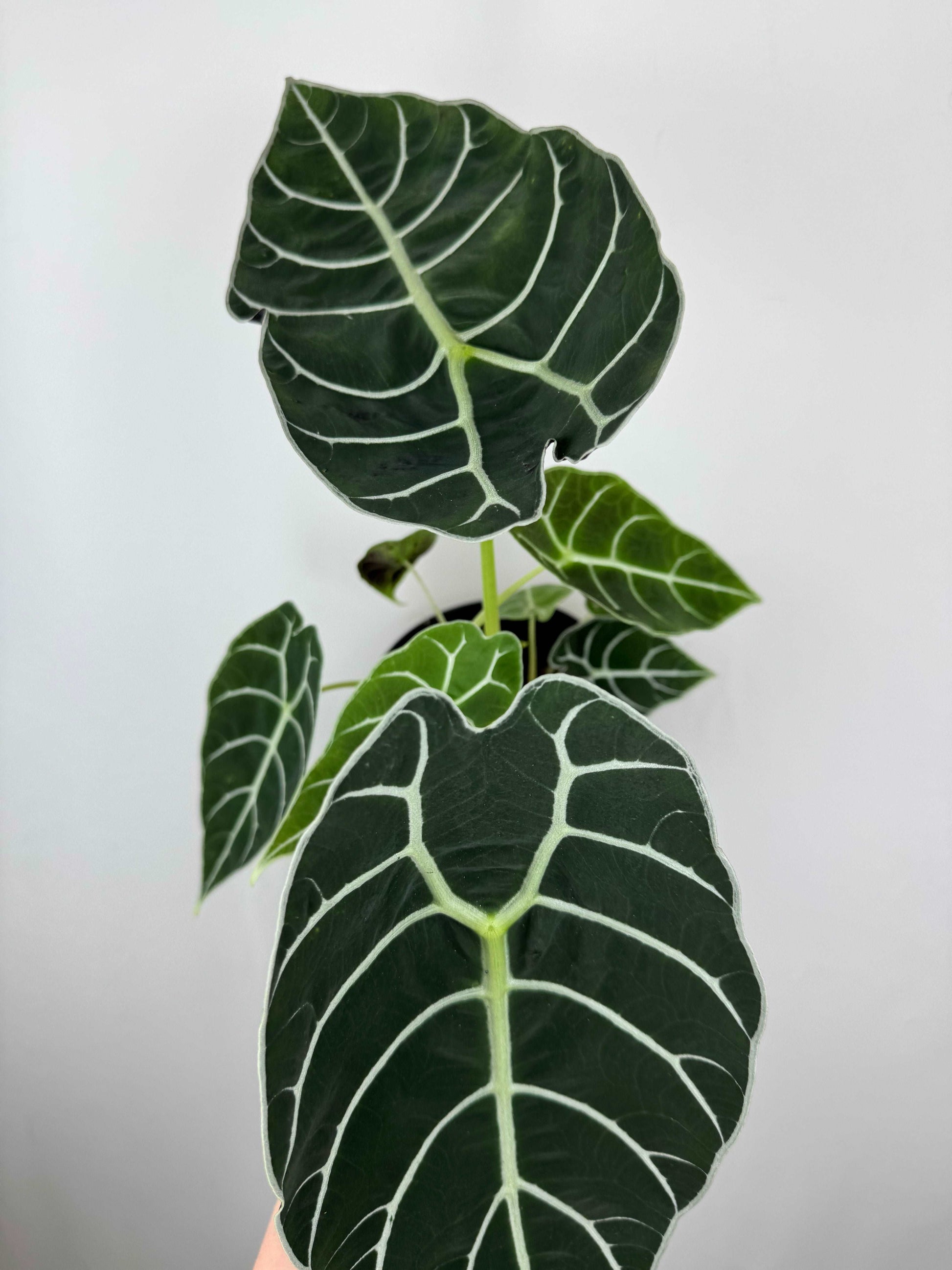 Alocasia Watsoniana