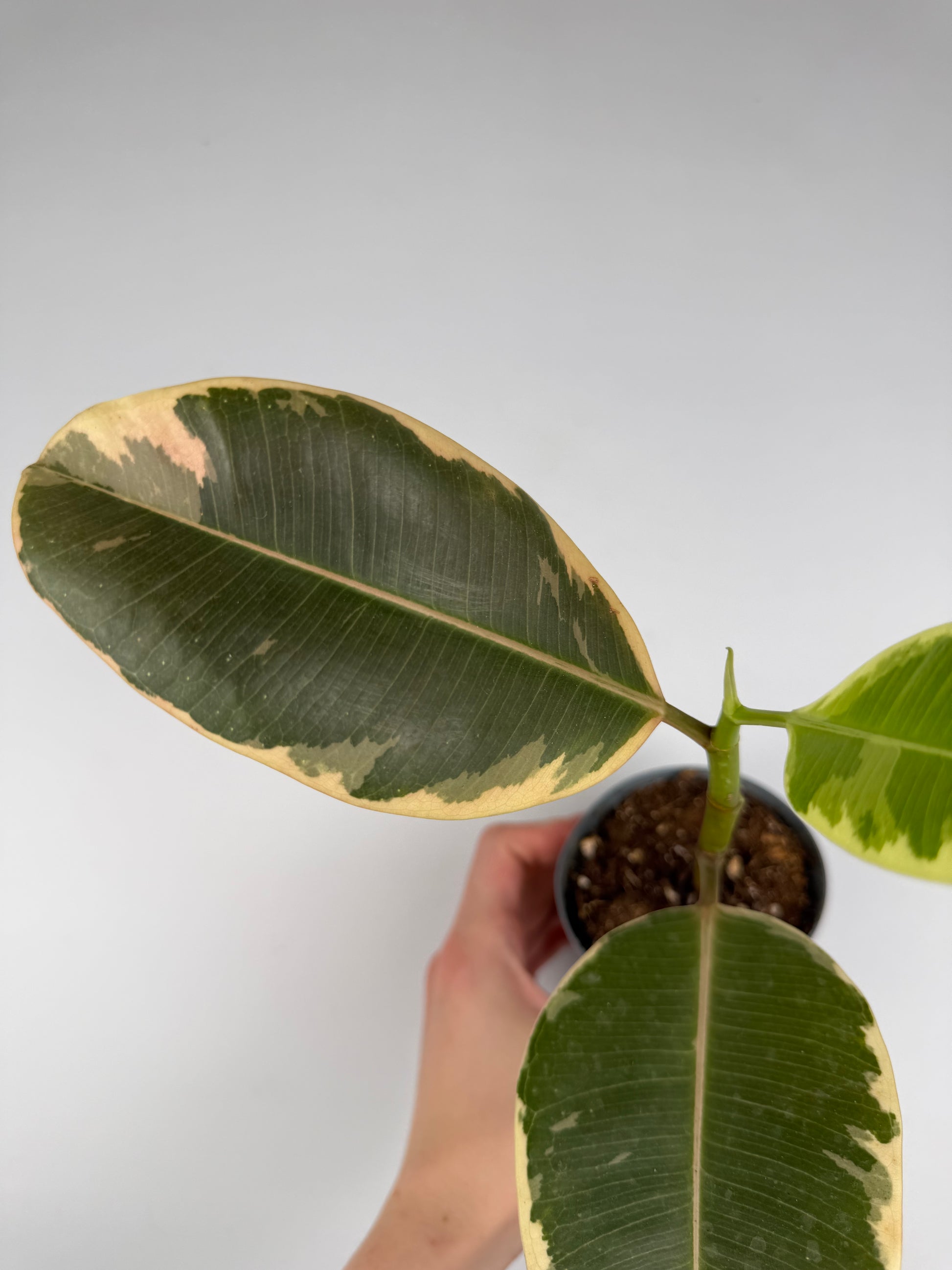 Ficus Elastica 'El Tineke' | Carlo Tropical Corner