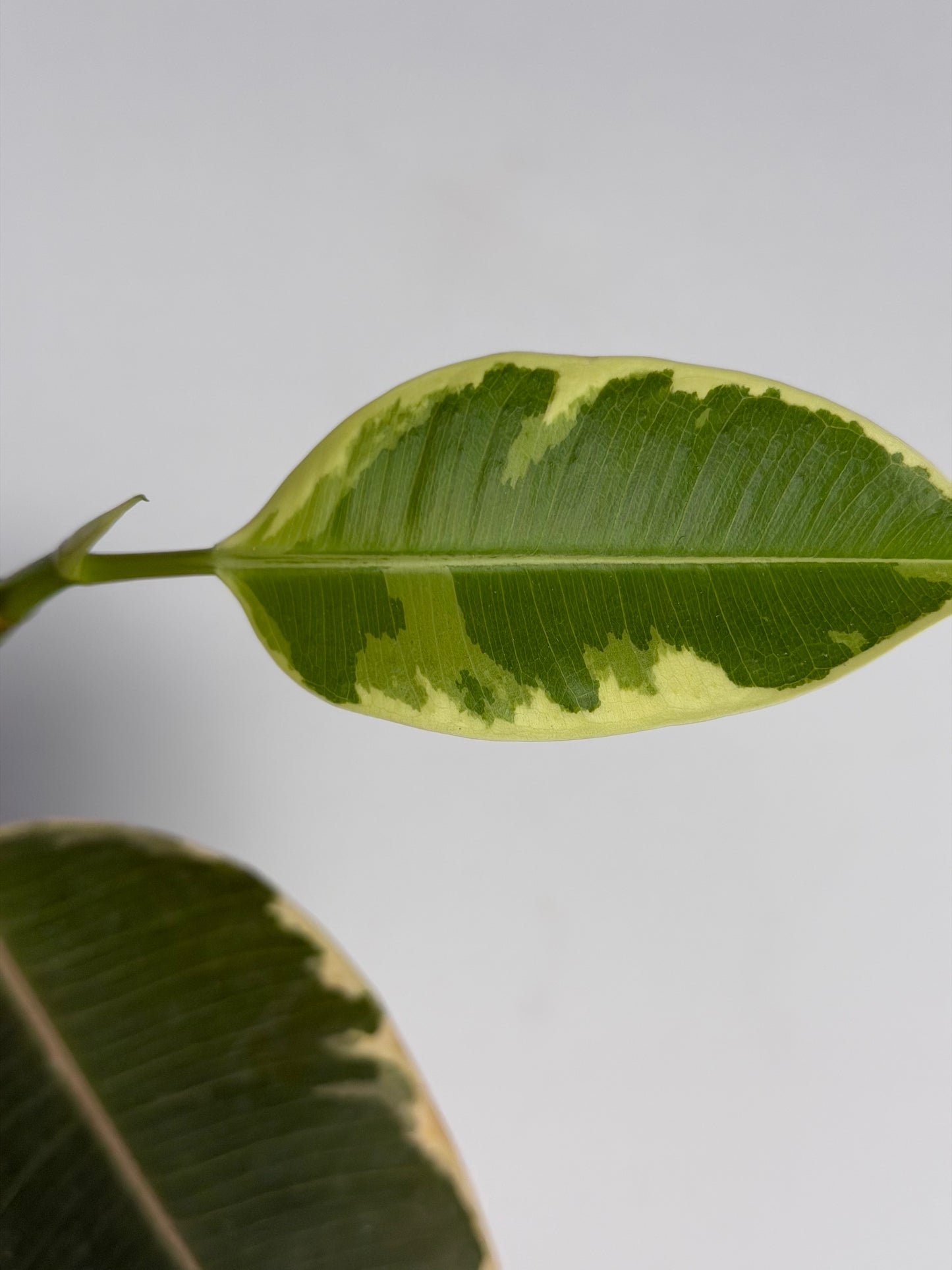 Ficus Elastica 'El Tineke' | Carlo Tropical Corner
