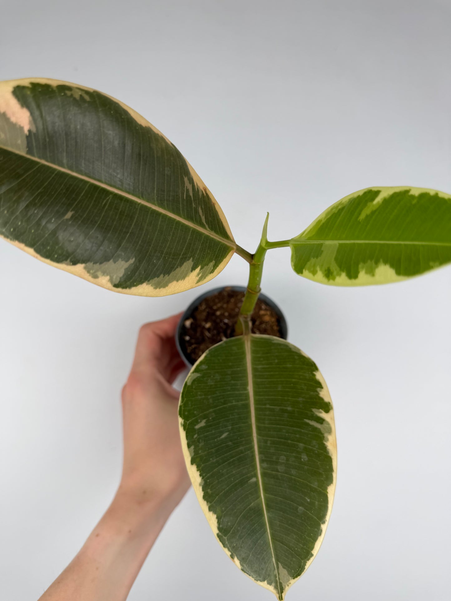 Ficus Elastica 'El Tineke' | Carlo Tropical Corner