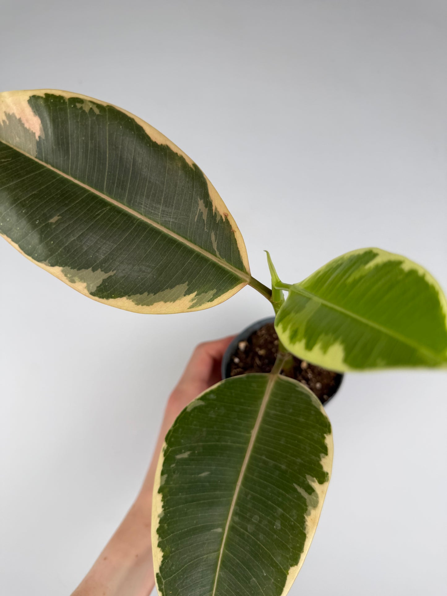Ficus Elastica 'El Tineke' | Carlo Tropical Corner
