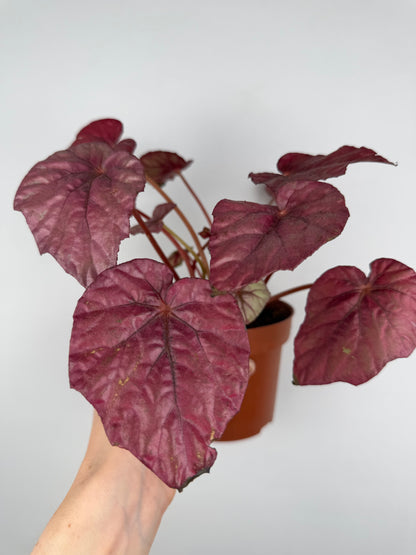 Begonia 'Inca flame' | Mara Tropical Corner