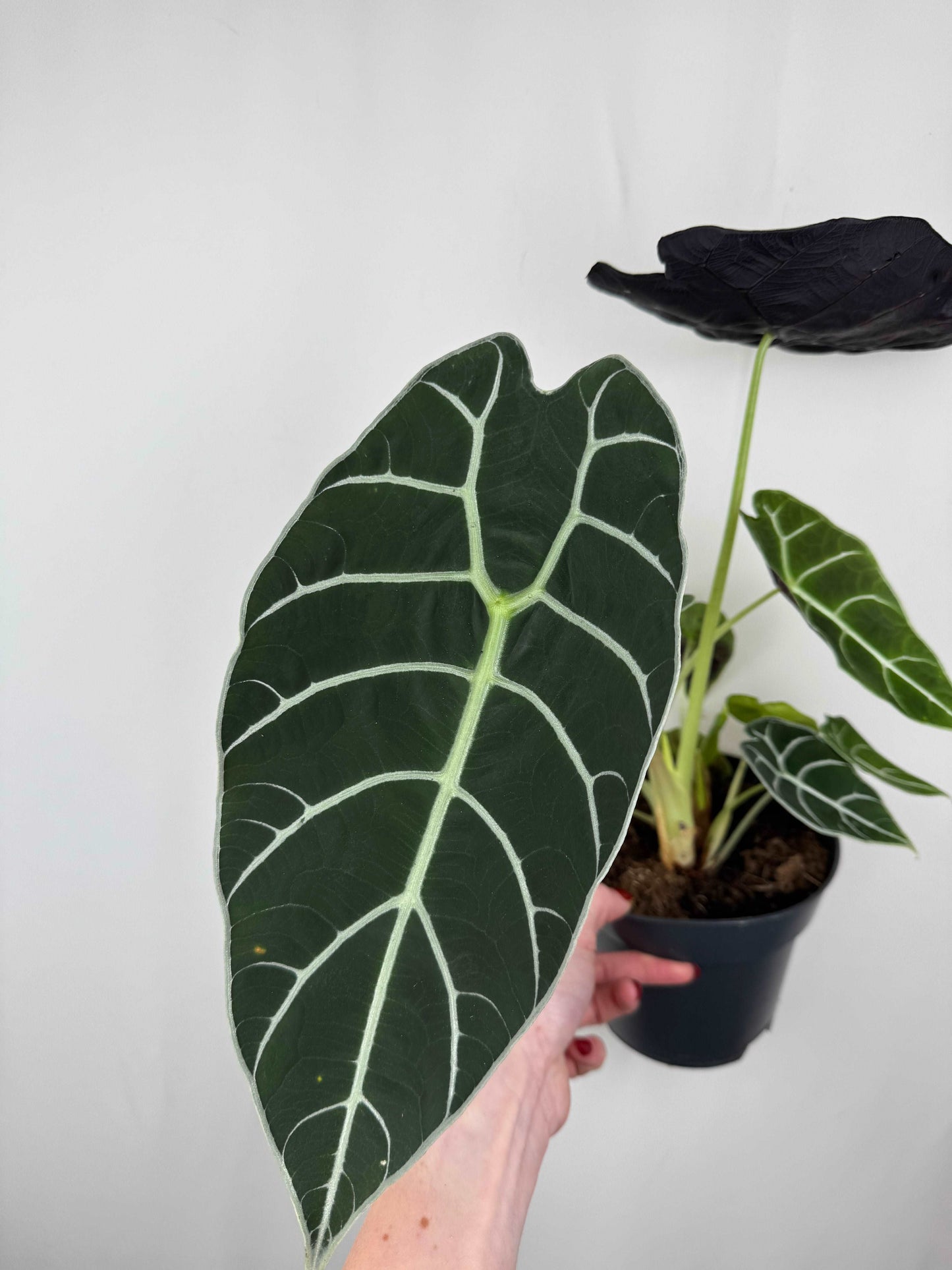 Alocasia Watsoniana