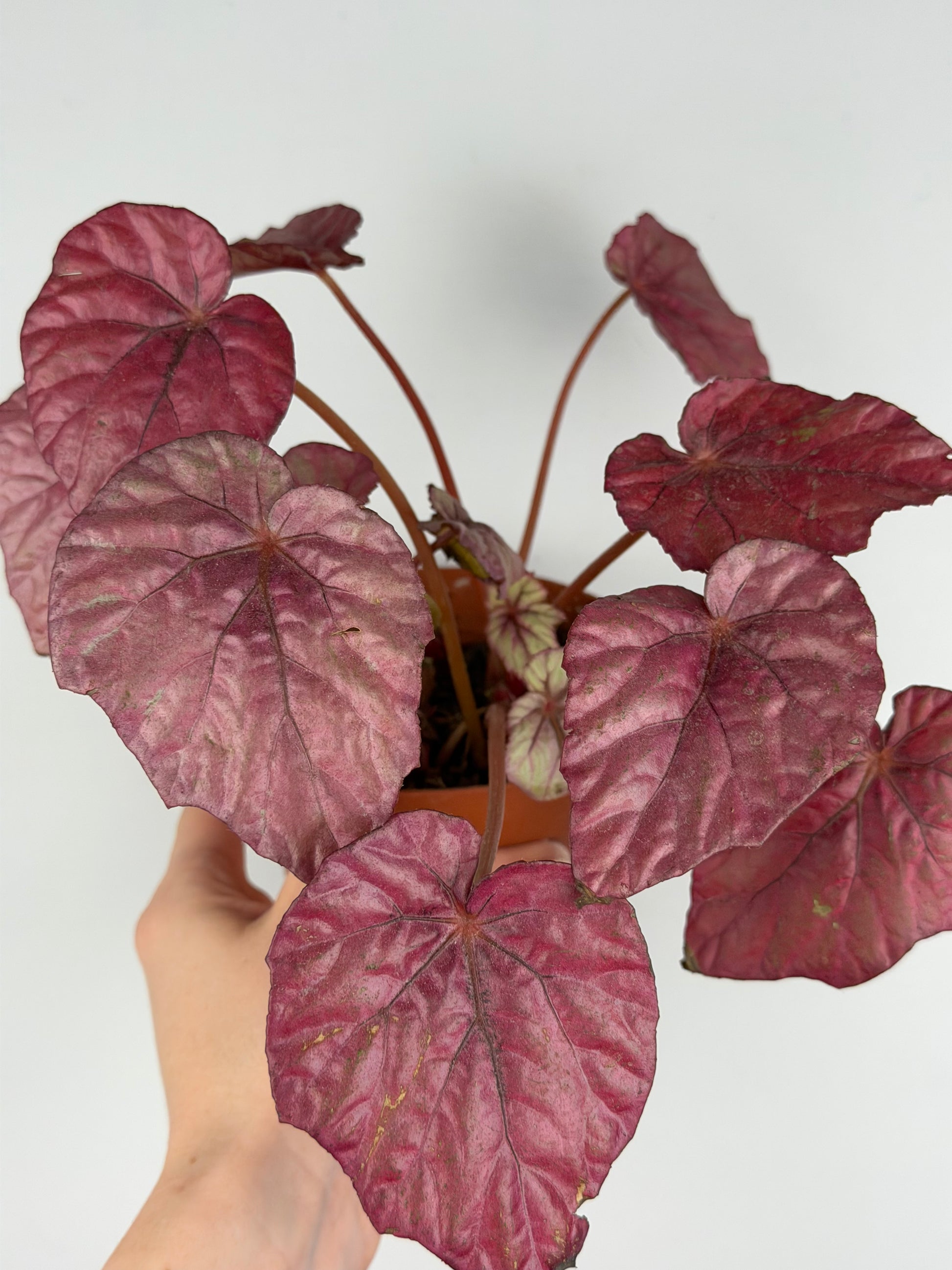 Begonia 'Inca flame' | Mara Tropical Corner