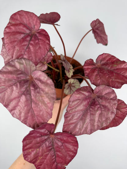 Begonia 'Inca flame' | Mara Tropical Corner