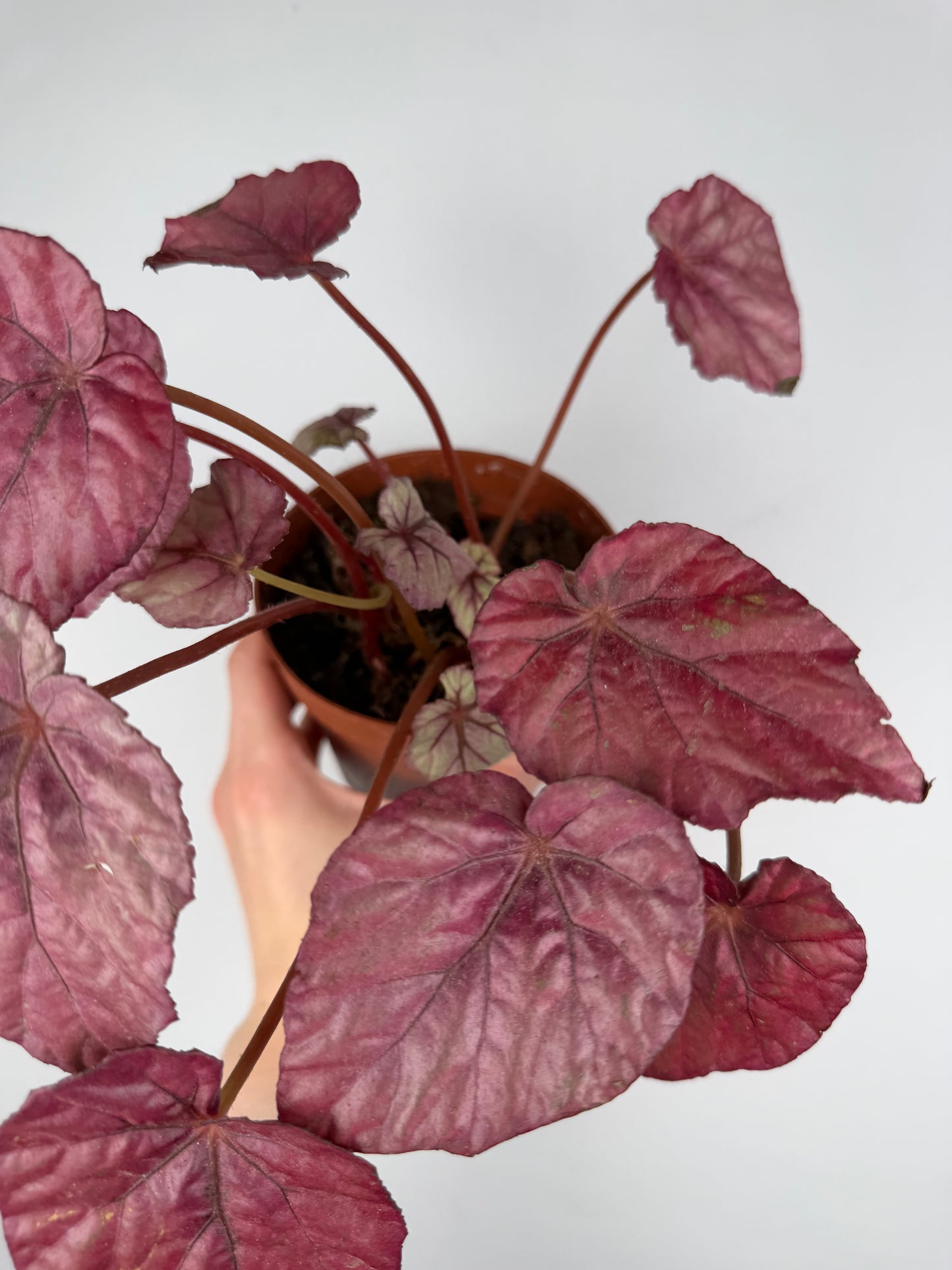 Begonia 'Inca flame' | Mara Tropical Corner