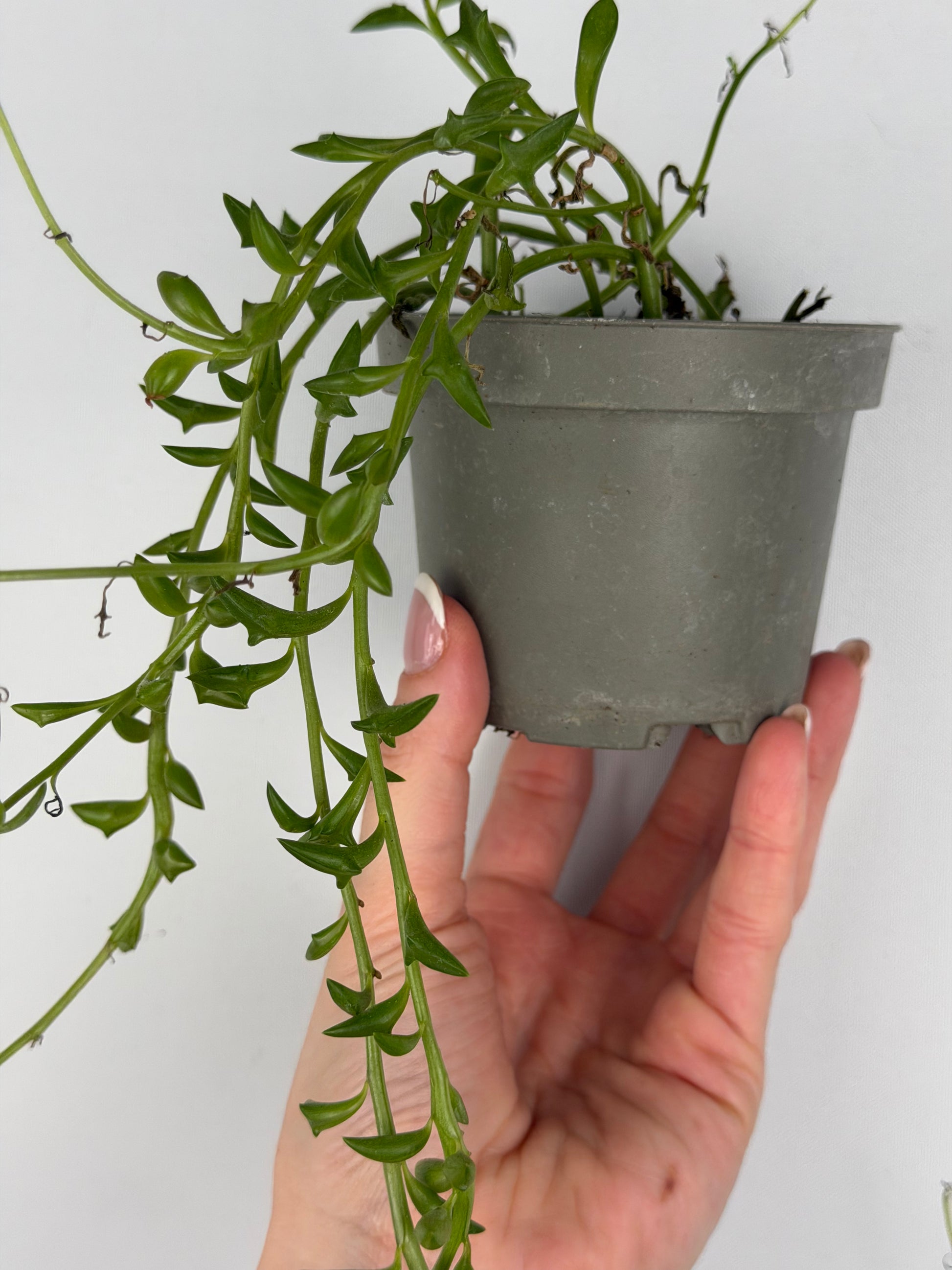 Senecio Peregrinus | Piero Tropical Corner