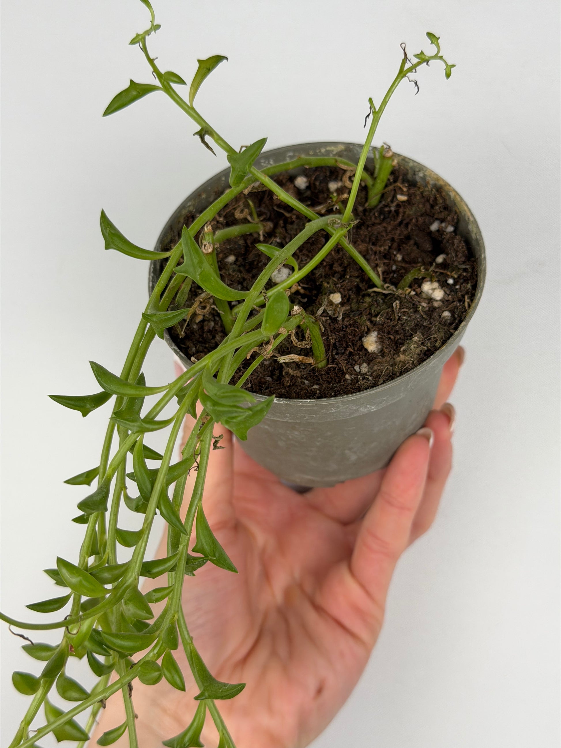Senecio Peregrinus | Piero Tropical Corner