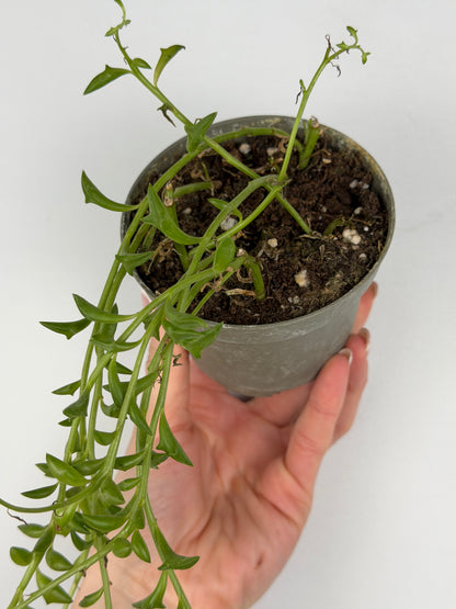 Senecio Peregrinus | Piero Tropical Corner