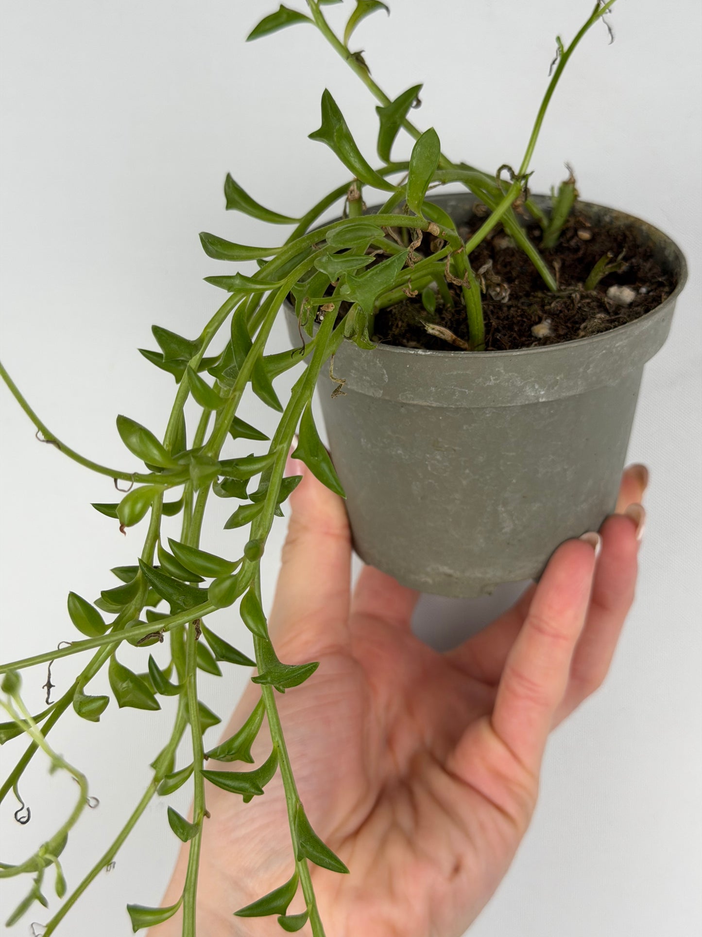 Senecio Peregrinus | Piero Tropical Corner