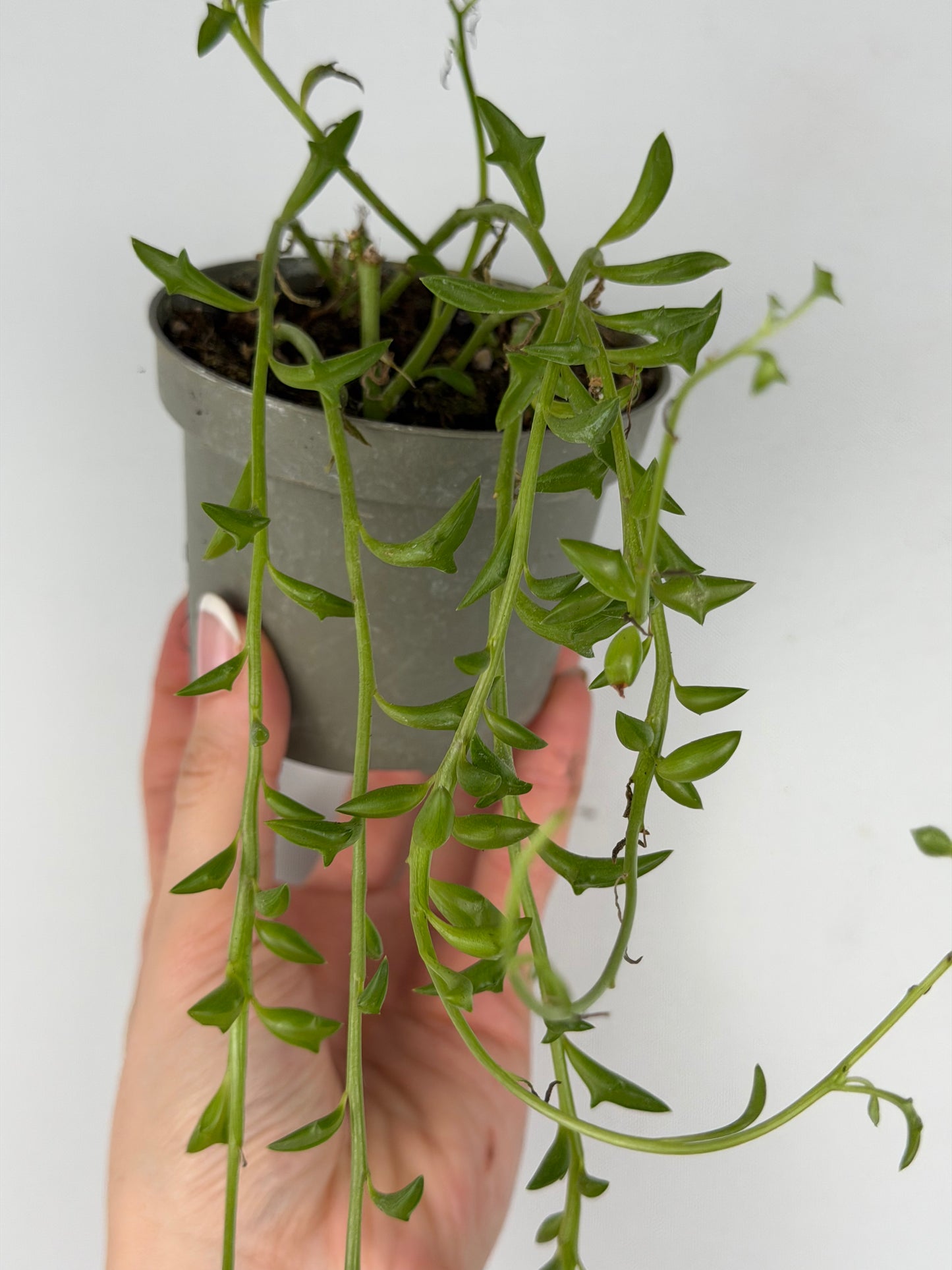 Senecio Peregrinus | Piero Tropical Corner