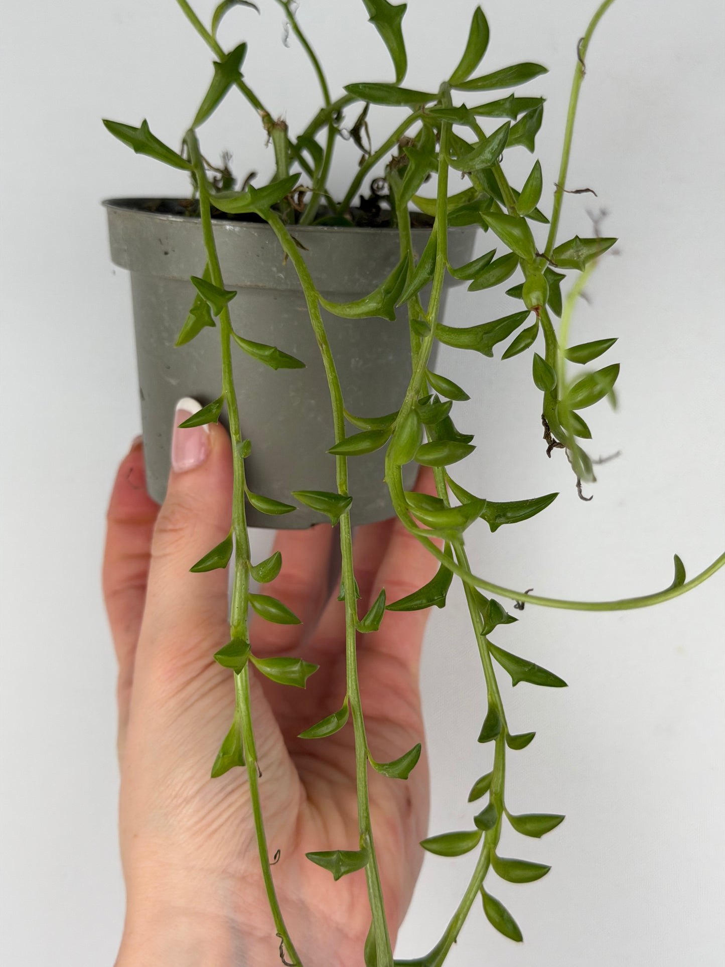 Senecio Peregrinus | Piero Tropical Corner
