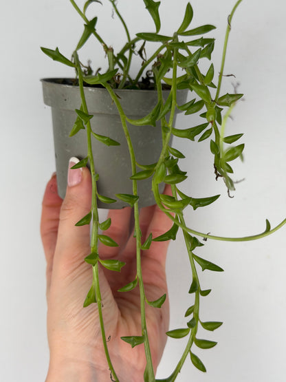 Senecio Peregrinus | Piero Tropical Corner