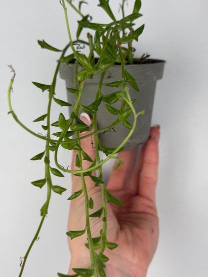 Senecio Peregrinus | Piero Tropical Corner