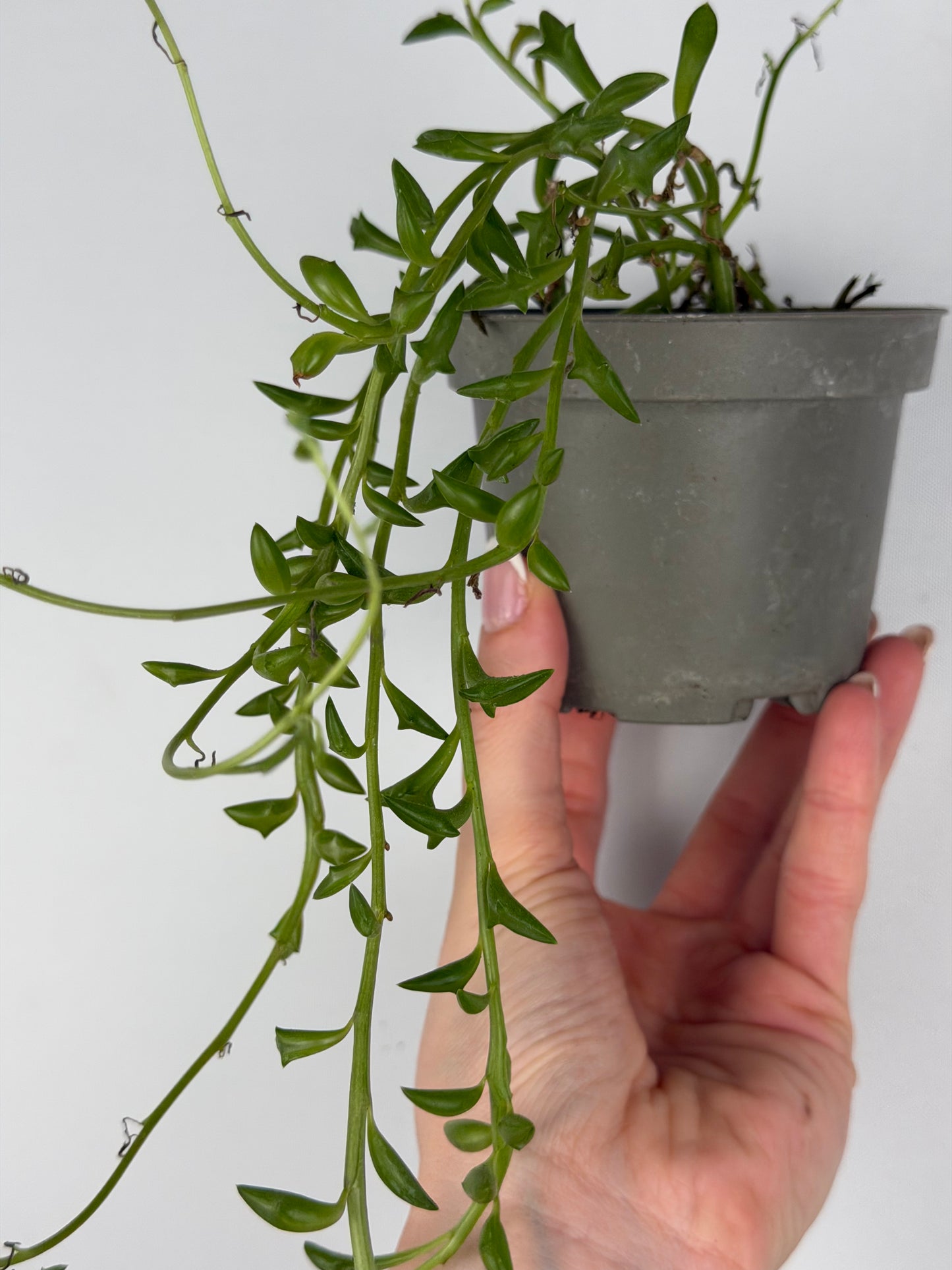 Senecio Peregrinus | Piero Tropical Corner