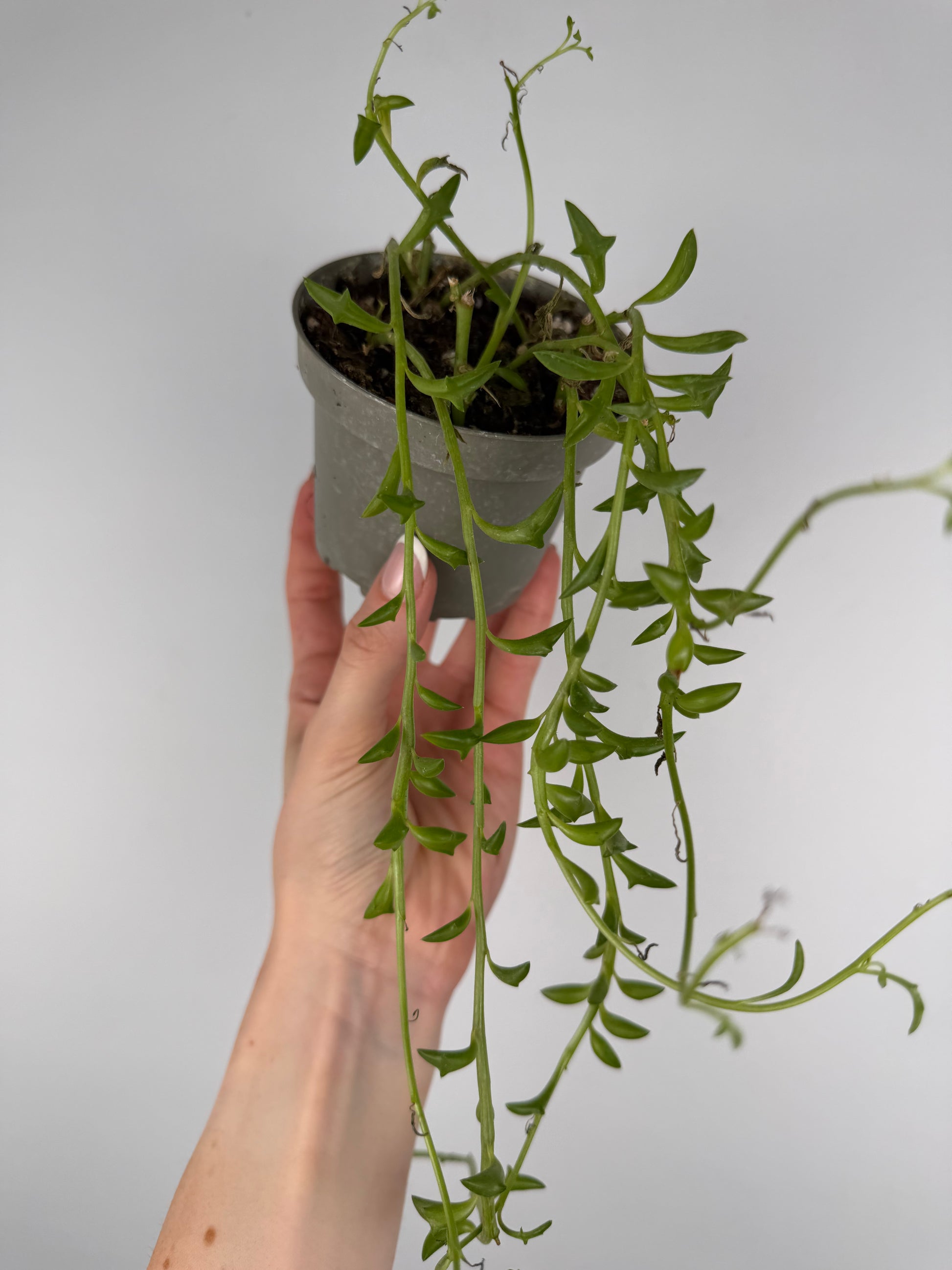 Senecio Peregrinus | Piero Tropical Corner