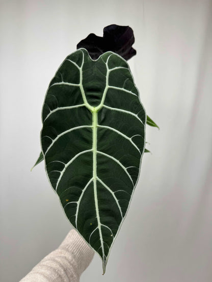 Alocasia Watsoniana