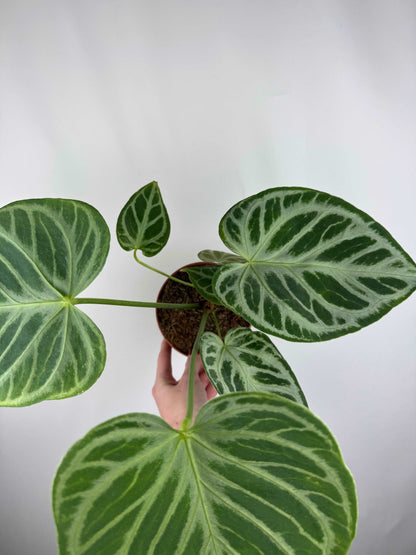 Anthurium “Crystal Hope” Hybrid