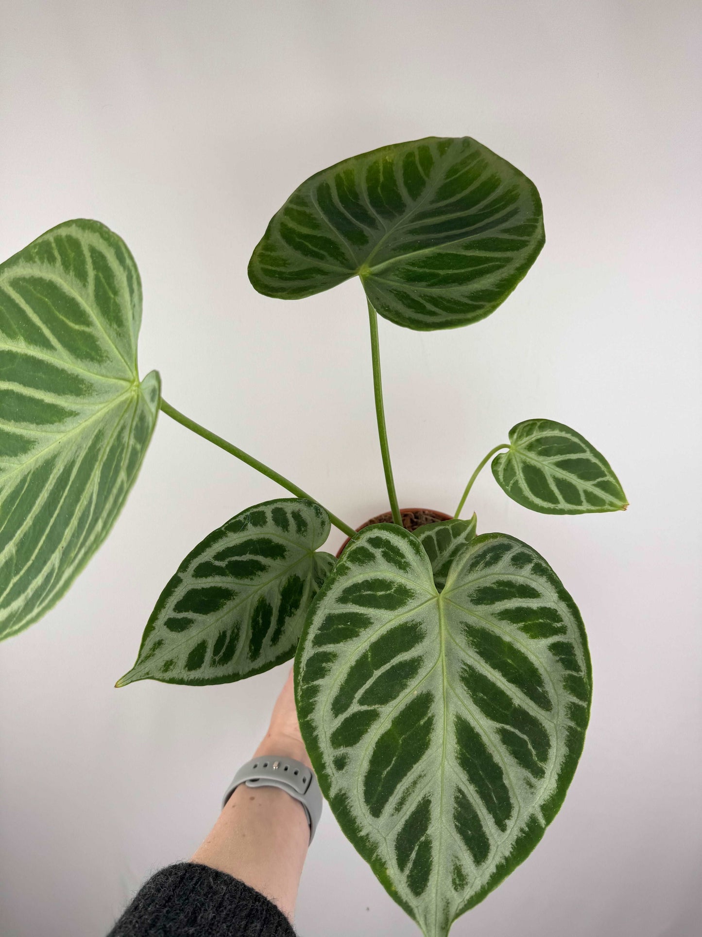 Anthurium “Crystal Hope” Hybrid