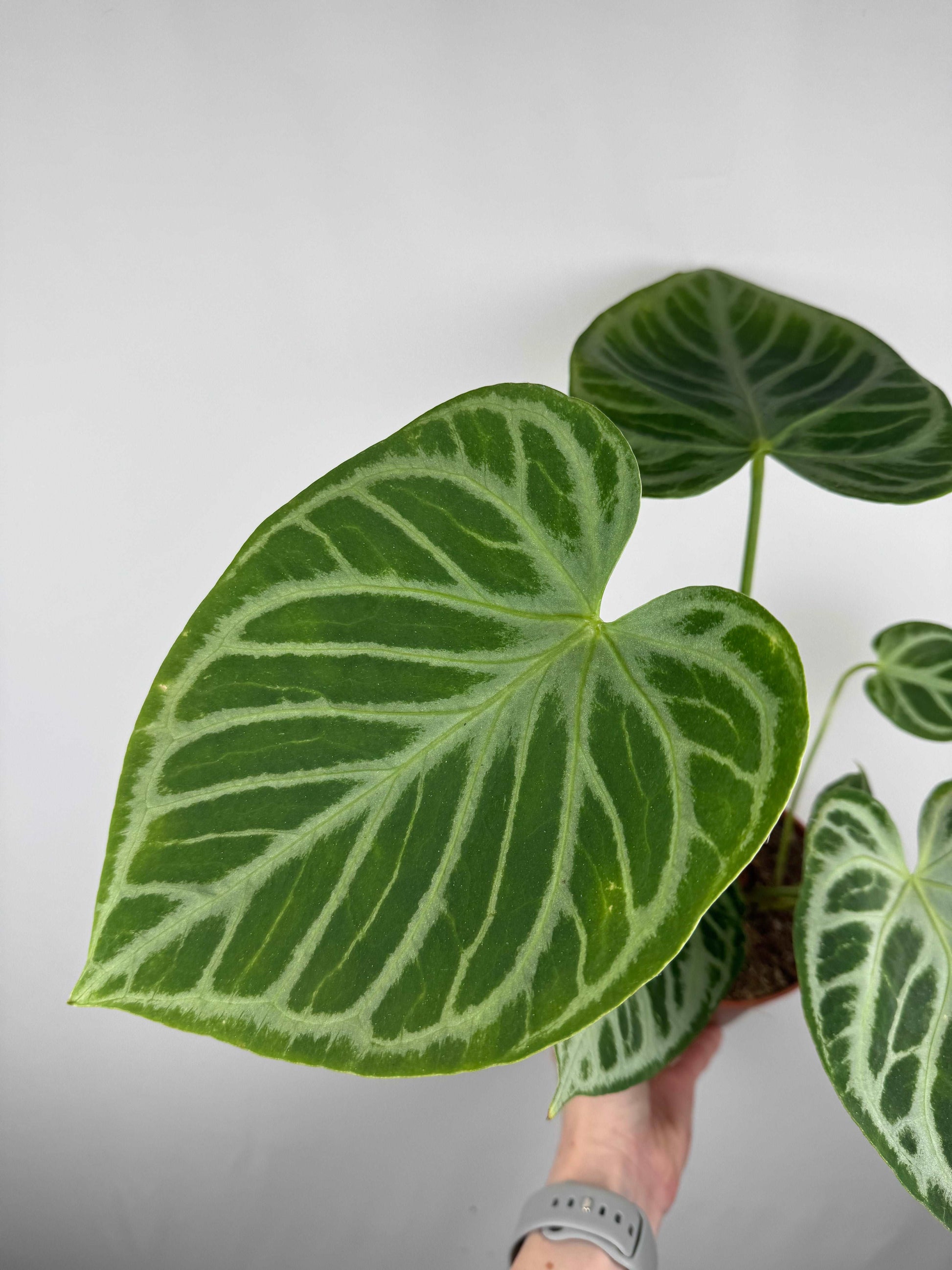 Anthurium “Crystal Hope” Hybrid