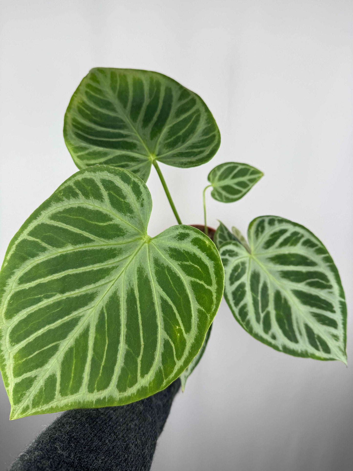 Anthurium “Crystal Hope” Hybrid