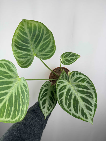 Anthurium “Crystal Hope” Hybrid