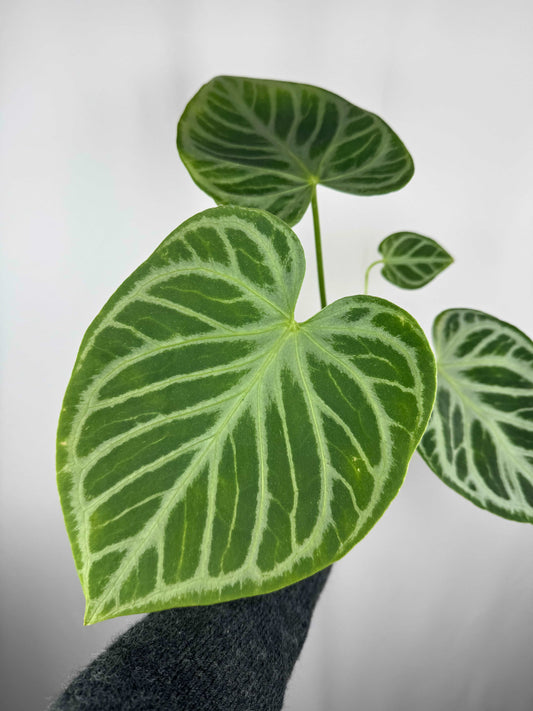 Anthurium “Crystal Hope” Hybrid