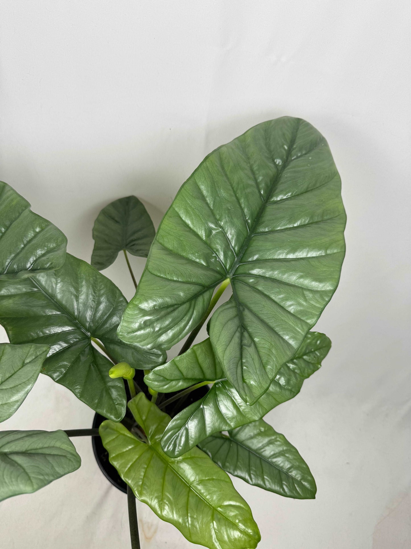 Alocasia Heterophylla “Corazon”
