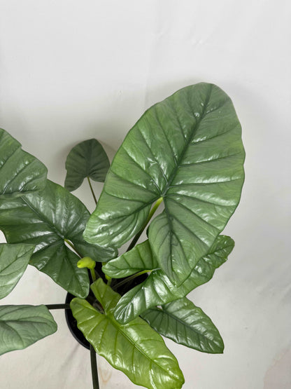 Alocasia Heterophylla “Corazon”