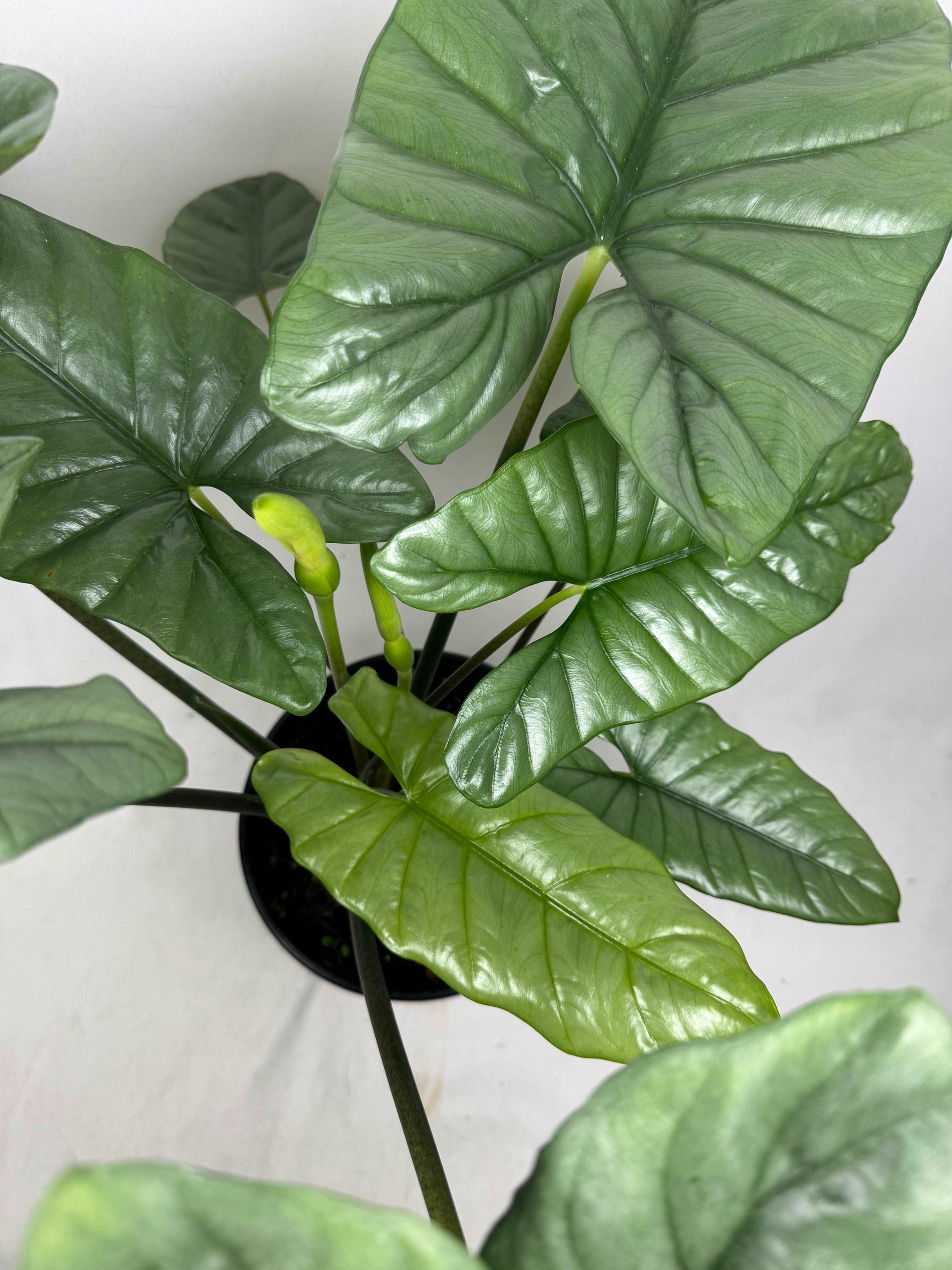 Alocasia Heterophylla “Corazon”