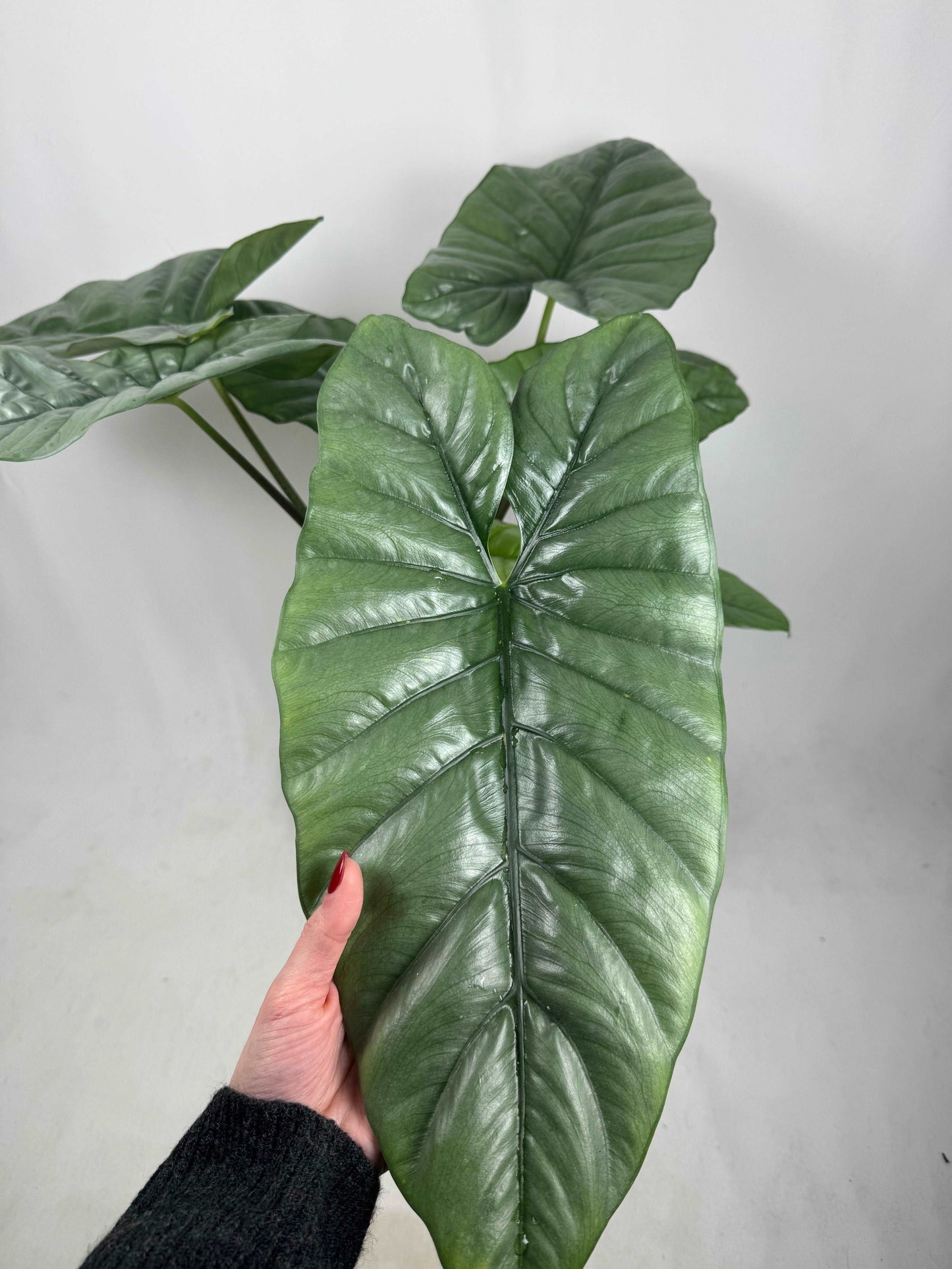 Alocasia Heterophylla “Corazon”