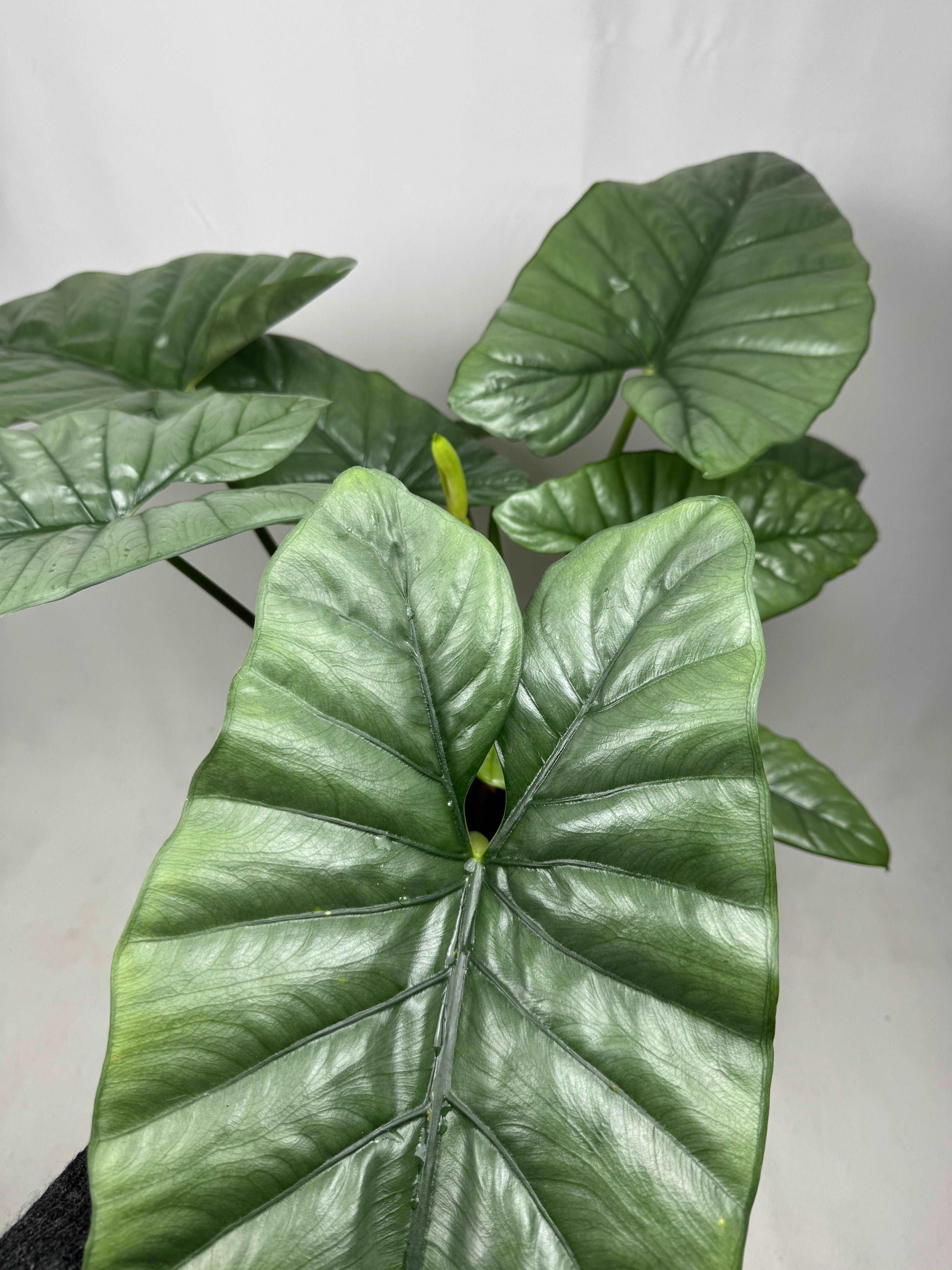 Alocasia Heterophylla “Corazon”