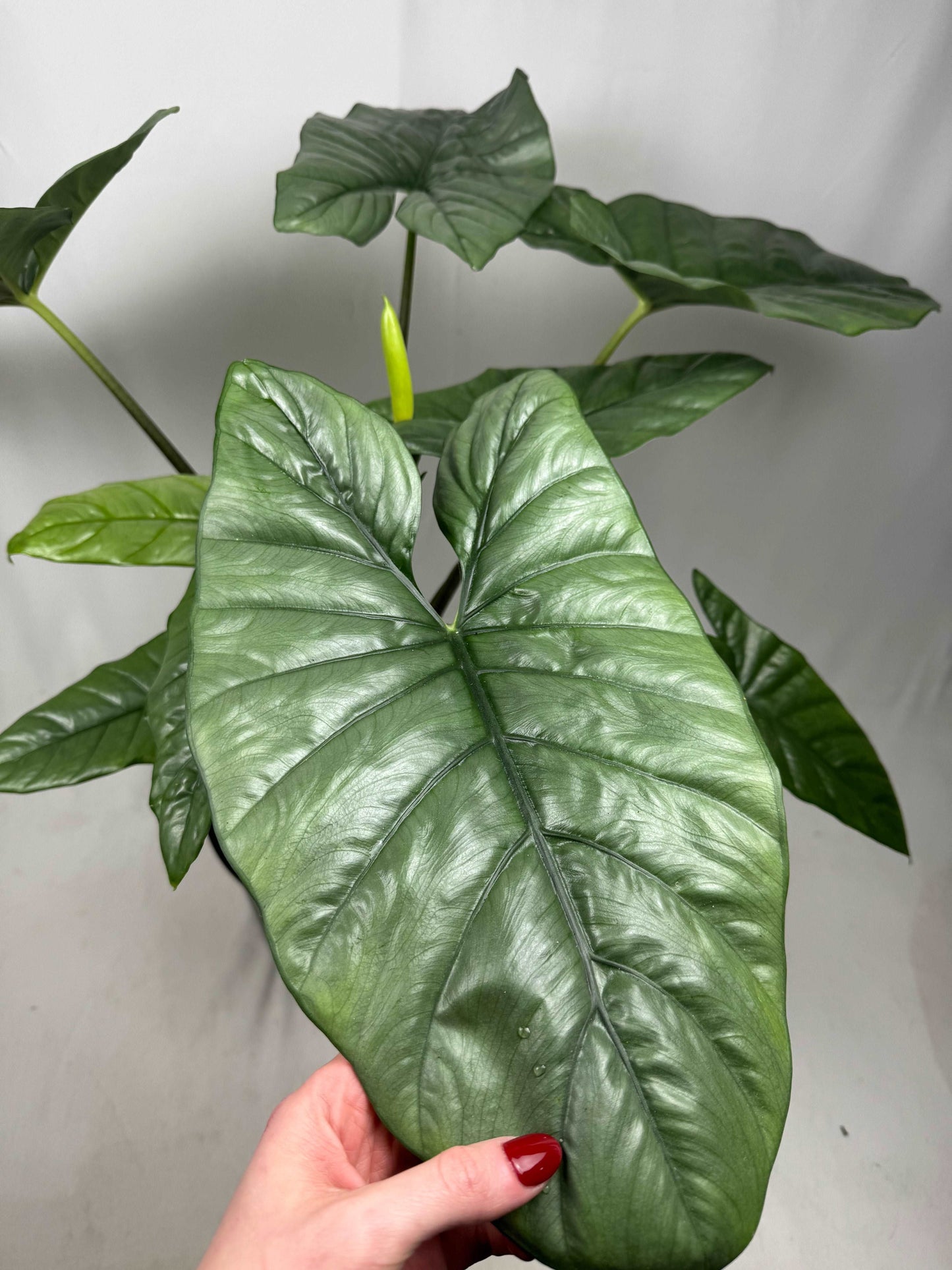 Alocasia Heterophylla “Corazon”
