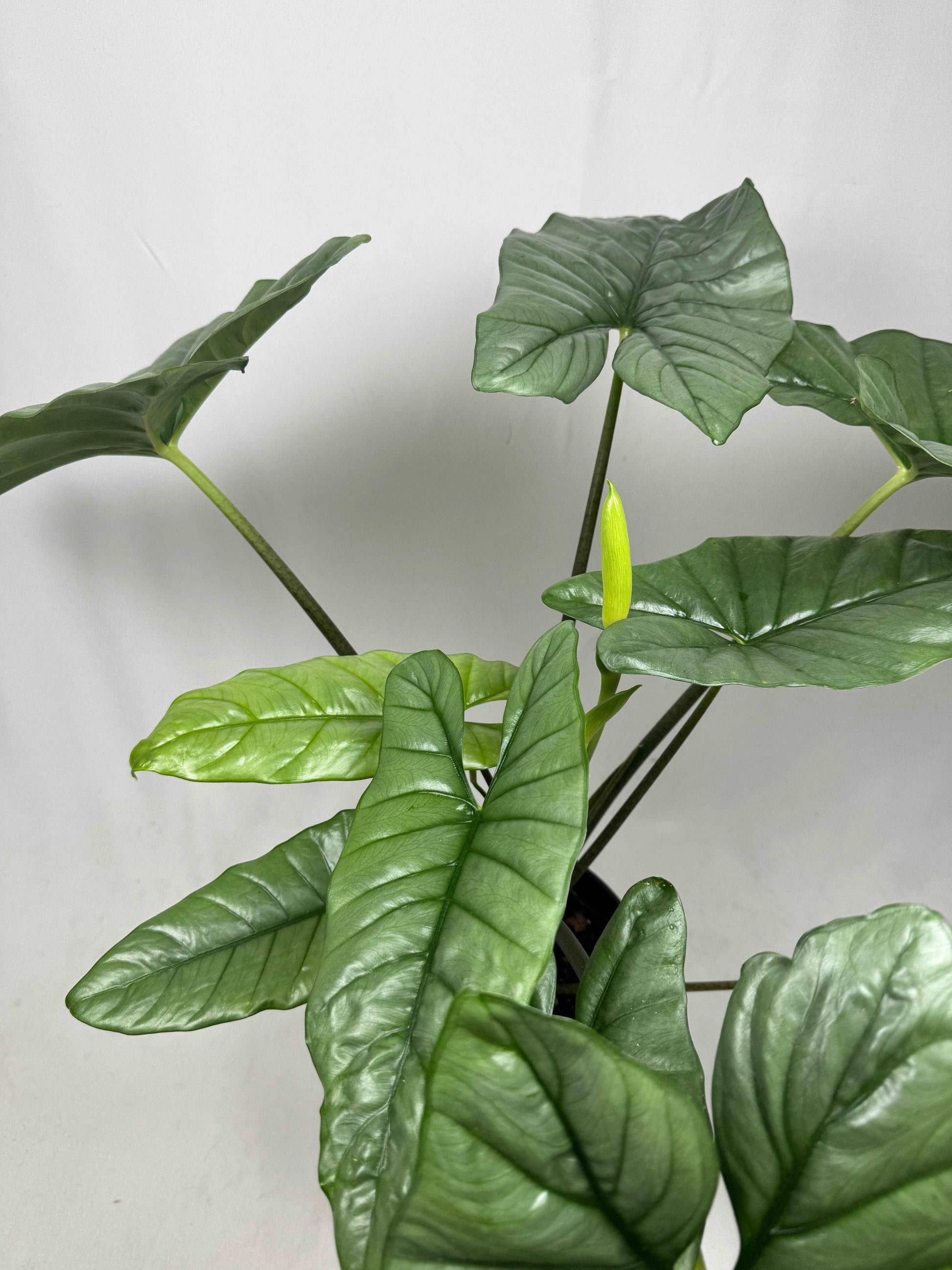 Alocasia Heterophylla “Corazon”