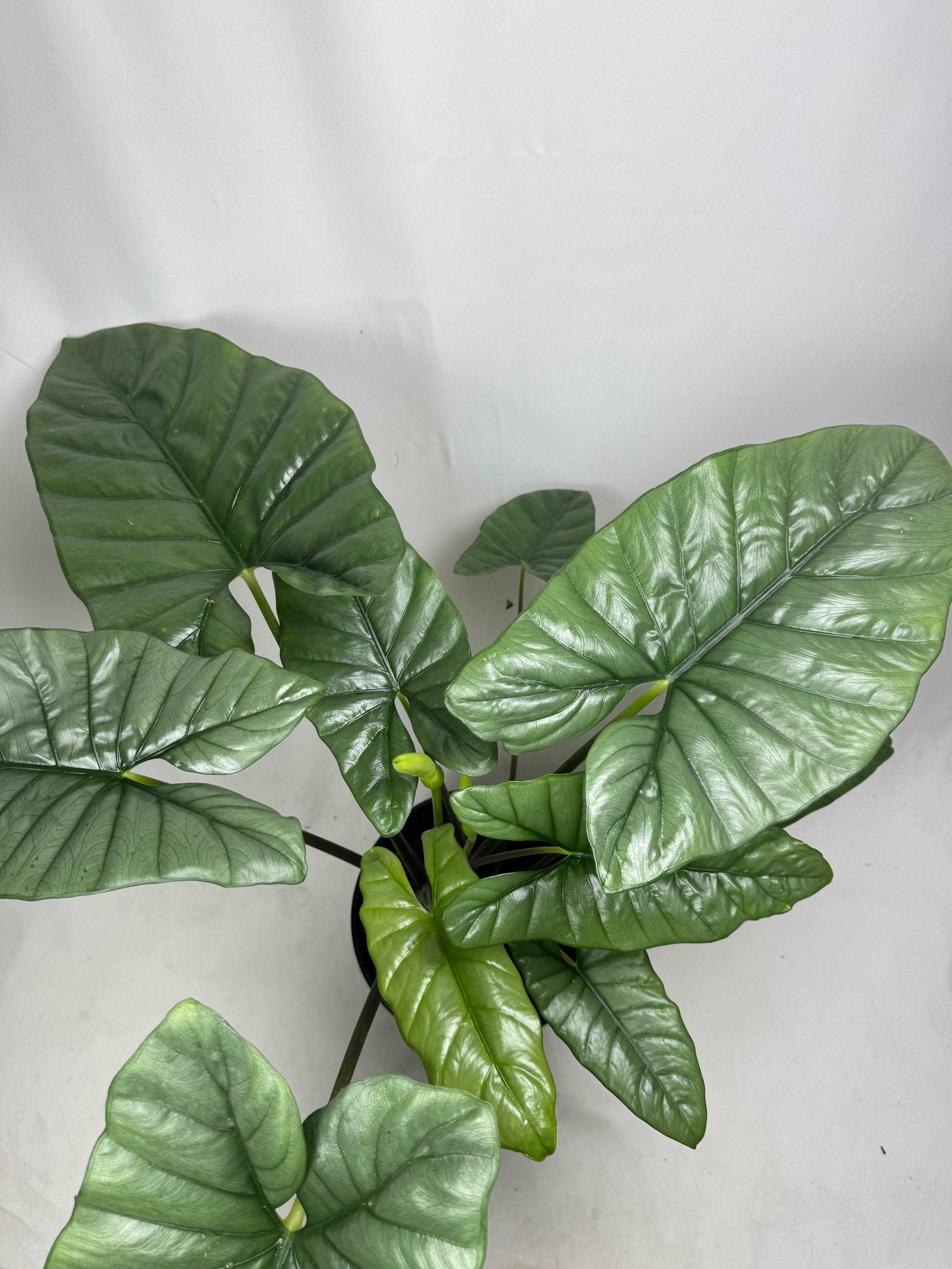 Alocasia Heterophylla “Corazon”